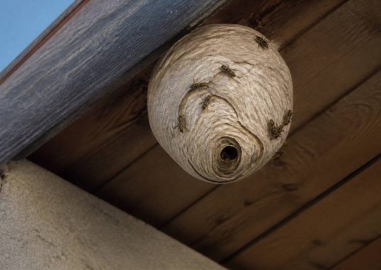 Destruction nid de guepes Corbas : comment reconnaître un nid dangereux