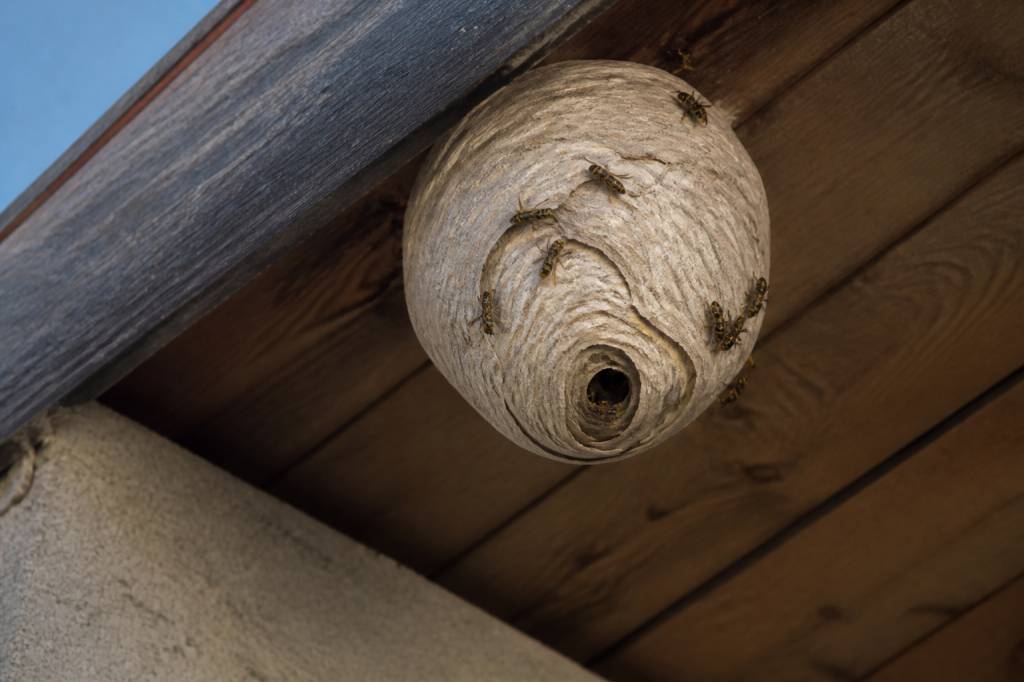Destruction nid de guepes Corbas : comment reconnaître un nid dangereux