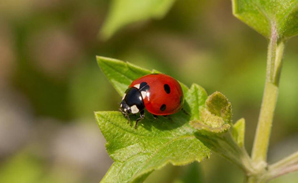 Coccinelle française : tout savoir sur cet insecte auxiliaire du jardin