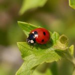Coccinelle française : tout savoir sur cet insecte auxiliaire du jardin