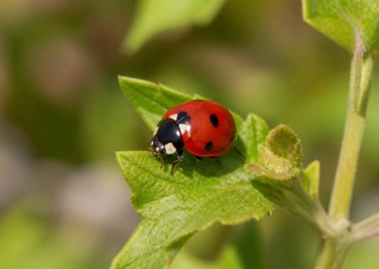 Coccinelle française : tout savoir sur cet insecte auxiliaire du jardin