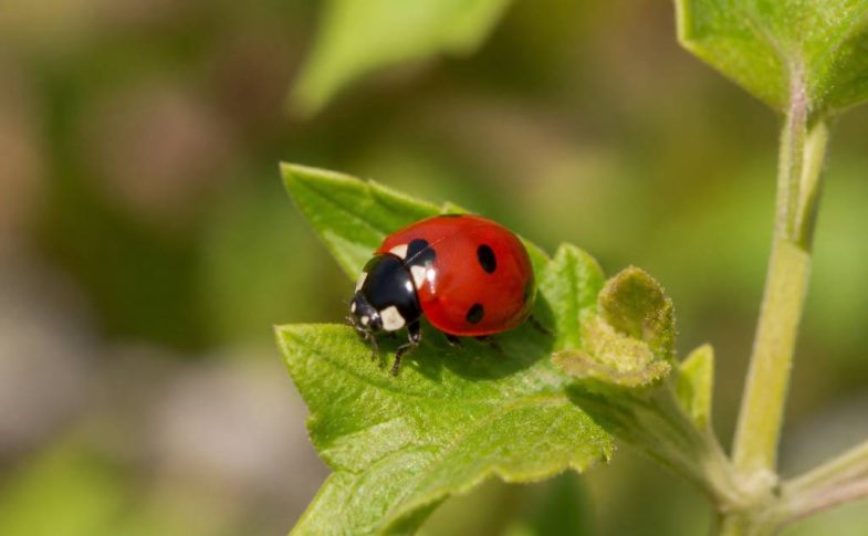 Coccinelle française : tout savoir sur cet insecte auxiliaire du jardin