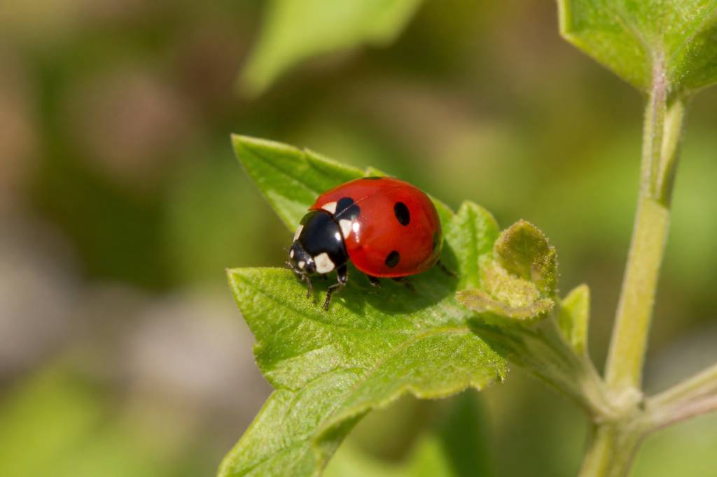 Coccinelle française : tout savoir sur cet insecte auxiliaire du jardin