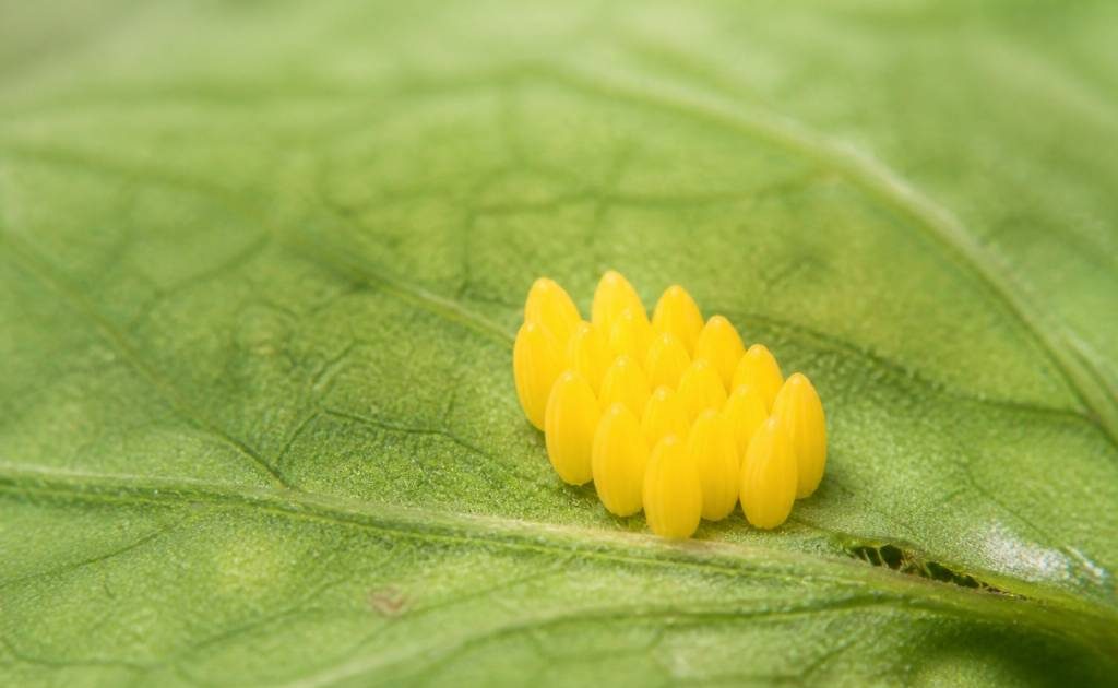 Œuf coccinelle : identification, développement et rôle au jardin