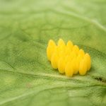 Œuf coccinelle : identification, développement et rôle au jardin