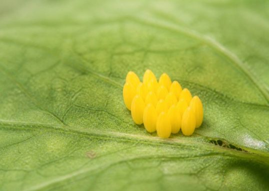 Œuf coccinelle : identification, développement et rôle au jardin