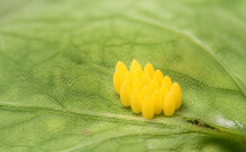 Œuf coccinelle : identification, développement et rôle au jardin
