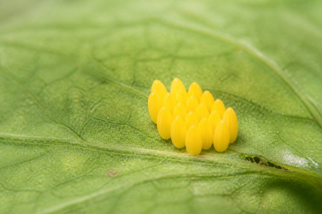 Œuf coccinelle : identification, développement et rôle au jardin
