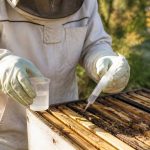 Acide oxalique dosage : guide pratique pour traiter les varroas en apiculture