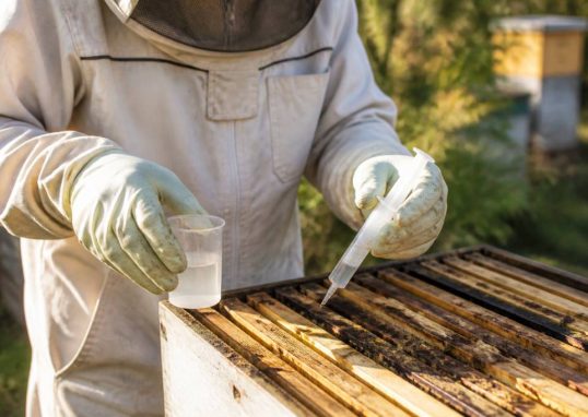 Acide oxalique dosage : guide pratique pour traiter les varroas en apiculture