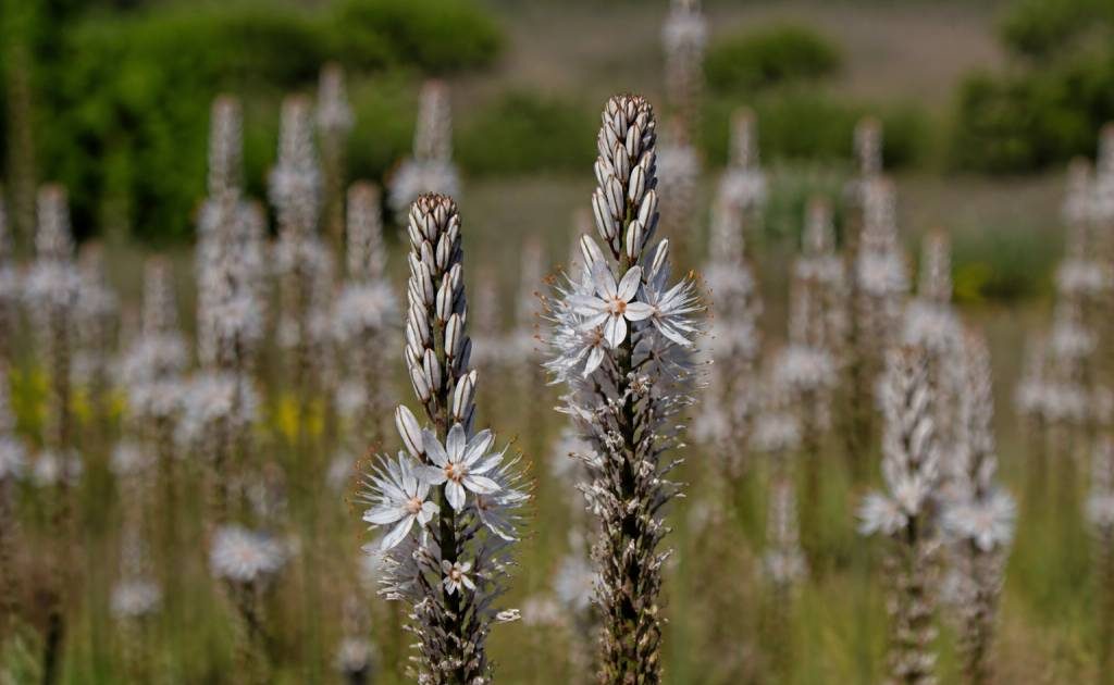 Asphodèle bienfaits : propriétés et usages de cette plante mellifère
