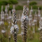 Asphodèle bienfaits : propriétés et usages de cette plante mellifère