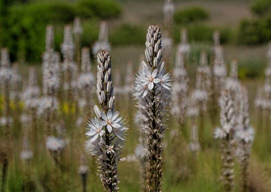 Asphodèle bienfaits : propriétés et usages de cette plante mellifère