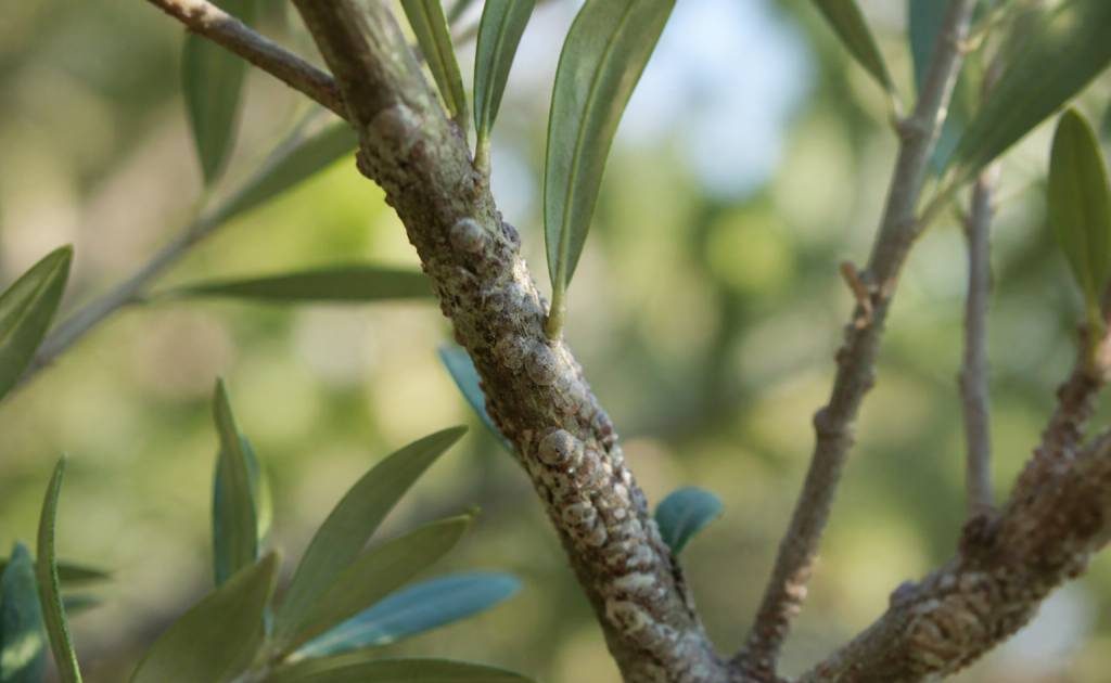 Icerya purchasi : identifier et lutter contre la cochenille australienne au jardin et au rucher