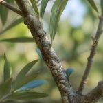 Icerya purchasi : identifier et lutter contre la cochenille australienne au jardin et au rucher