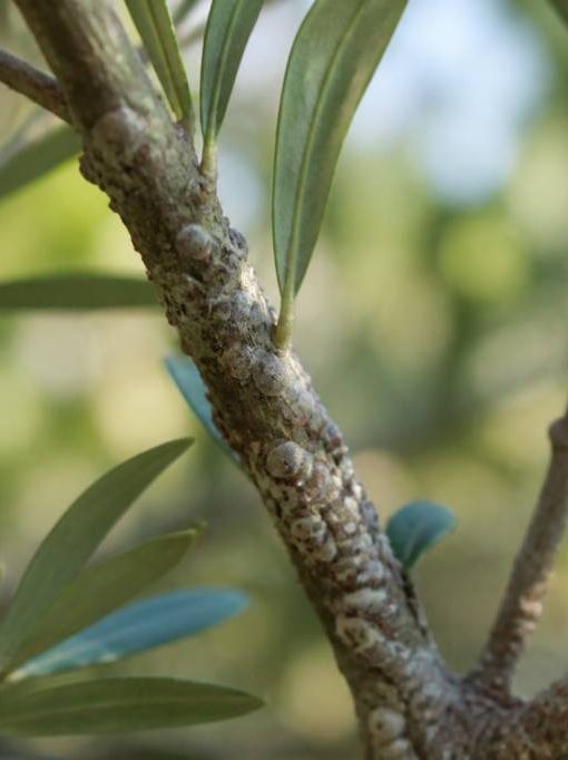 Icerya purchasi : identifier et lutter contre la cochenille australienne au jardin et au rucher