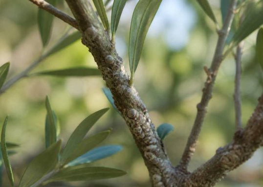 Icerya purchasi : identifier et lutter contre la cochenille australienne au jardin et au rucher