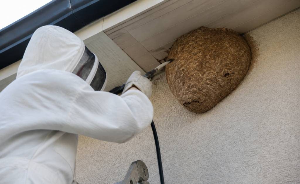 Destruction nid de guepes Vaulx en Velin : intervention rapide par des experts