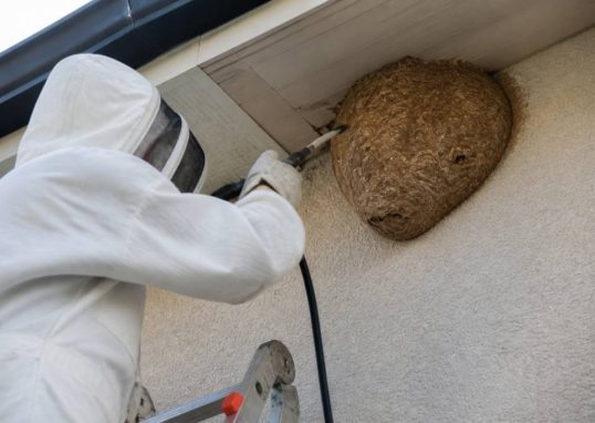 Destruction nid de guepes Vaulx en Velin : intervention rapide par des experts
