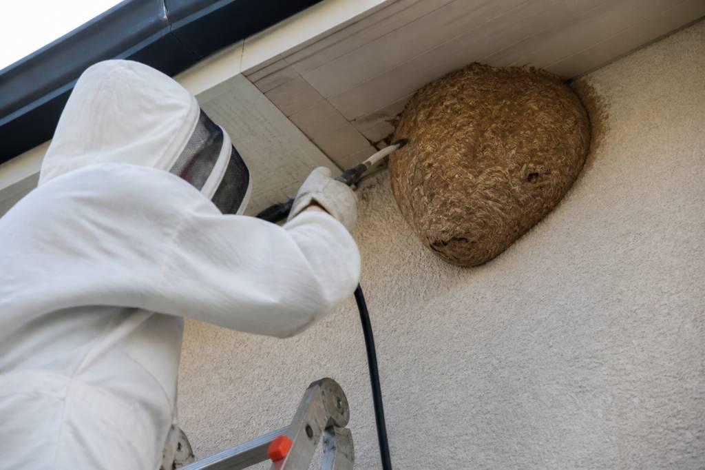 Destruction nid de guepes Vaulx en Velin : intervention rapide par des experts