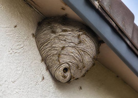 Destruction nid de guepes Dardilly : intervention sur toiture, façade et jardin