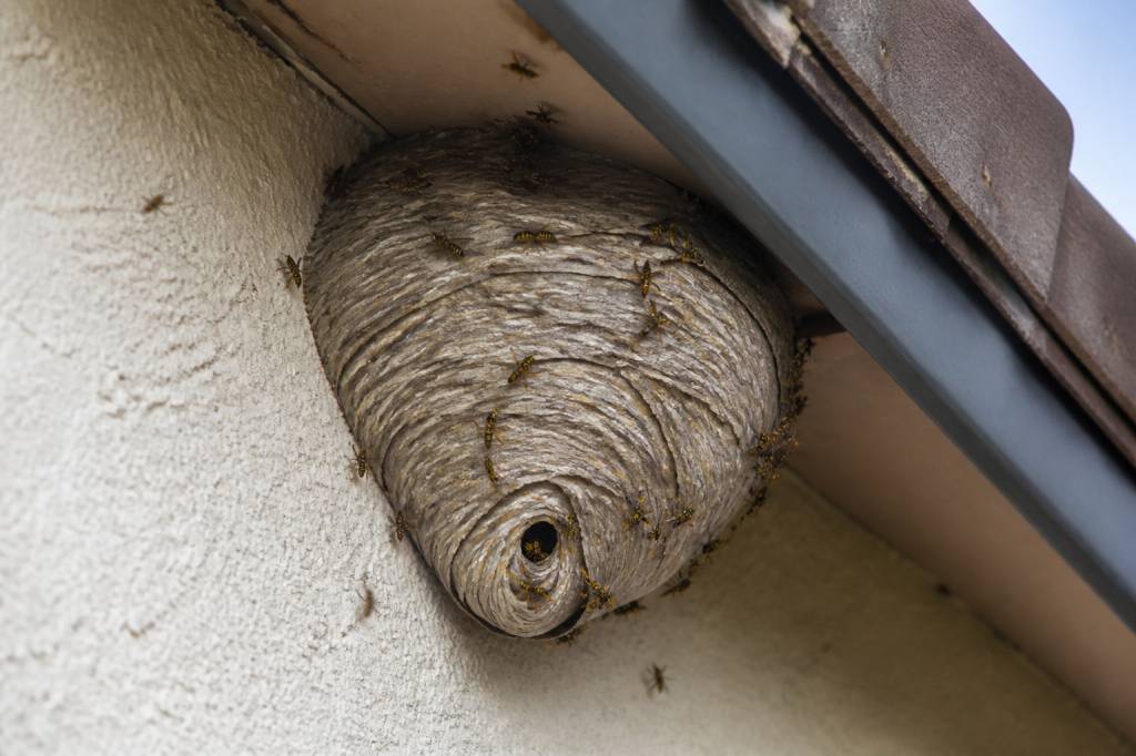 Destruction nid de guepes Dardilly : intervention sur toiture, façade et jardin