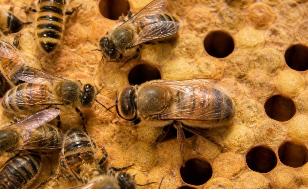 Abeilles males : rôle et importance dans la colonie