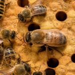 Abeilles males : rôle et importance dans la colonie