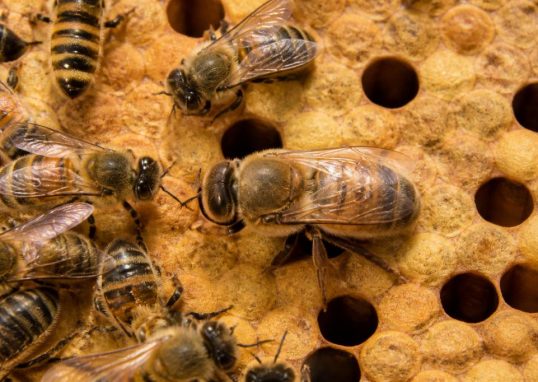 Abeilles males : rôle et importance dans la colonie