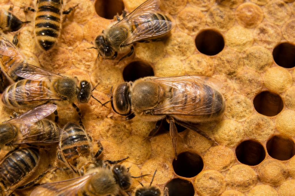 Abeilles males : rôle et importance dans la colonie