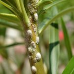 Maladie du laurier rose cochenille : traitements et solutions naturelles