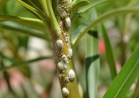 Maladie du laurier rose cochenille : traitements et solutions naturelles