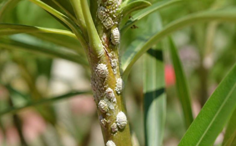 Maladie du laurier rose cochenille : traitements et solutions naturelles