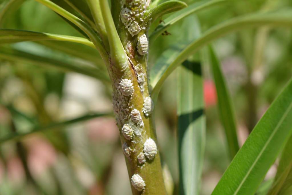 Maladie du laurier rose cochenille : traitements et solutions naturelles