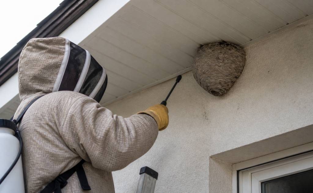 Destruction nid de guepes Oullins : faites appel à un professionnel