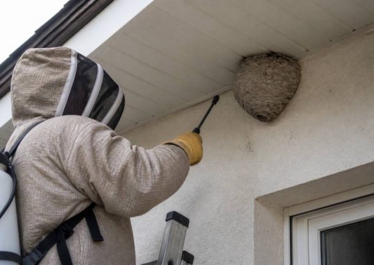 Destruction nid de guepes Oullins : faites appel à un professionnel