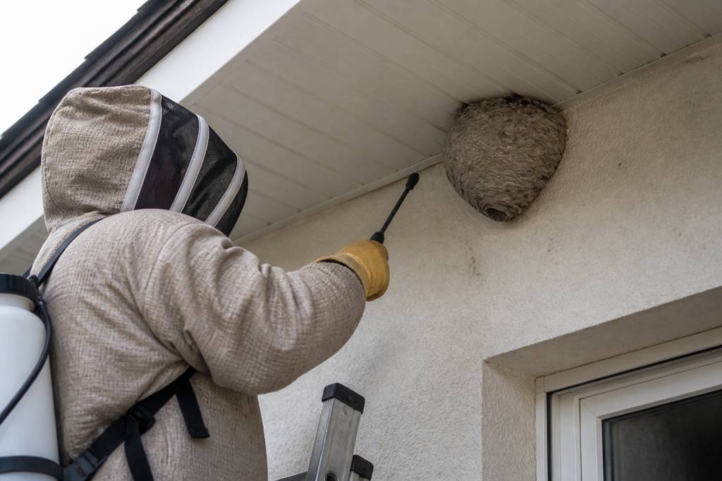 Destruction nid de guepes Oullins : faites appel à un professionnel