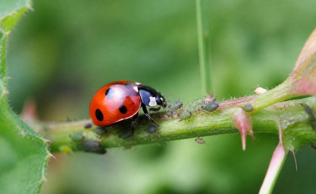 Adalia bipunctata : la coccinelle à deux points, une alliée naturelle contre les pucerons
