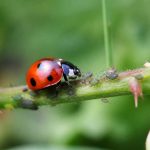 Adalia bipunctata : la coccinelle à deux points, une alliée naturelle contre les pucerons