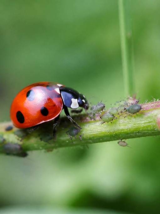 Adalia bipunctata : la coccinelle à deux points, une alliée naturelle contre les pucerons