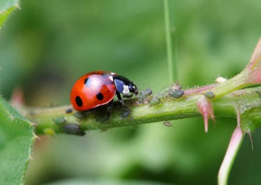 Adalia bipunctata : la coccinelle à deux points, une alliée naturelle contre les pucerons