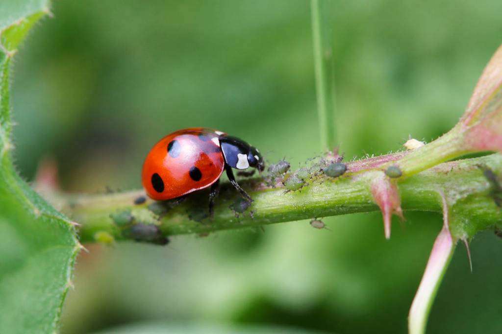 Adalia bipunctata : la coccinelle à deux points, une alliée naturelle contre les pucerons
