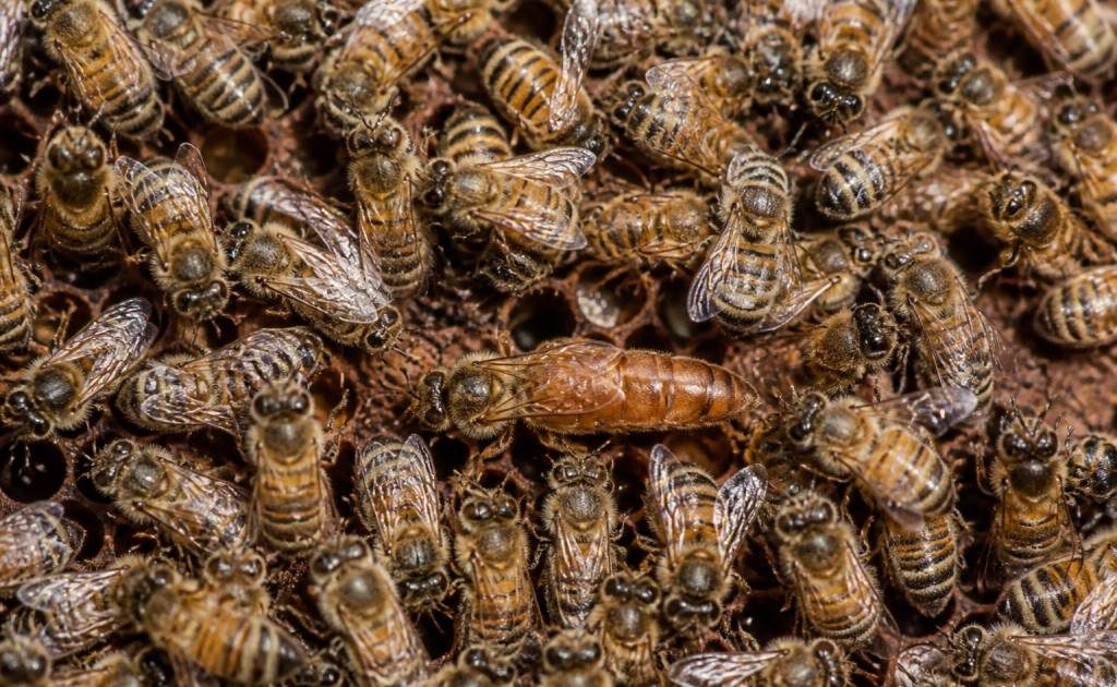 À quoi ressemble la reine des abeilles ?aval