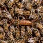 À quoi ressemble la reine des abeilles ?aval