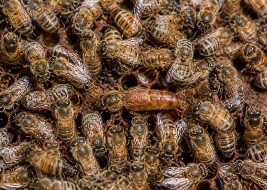 À quoi ressemble la reine des abeilles ?aval