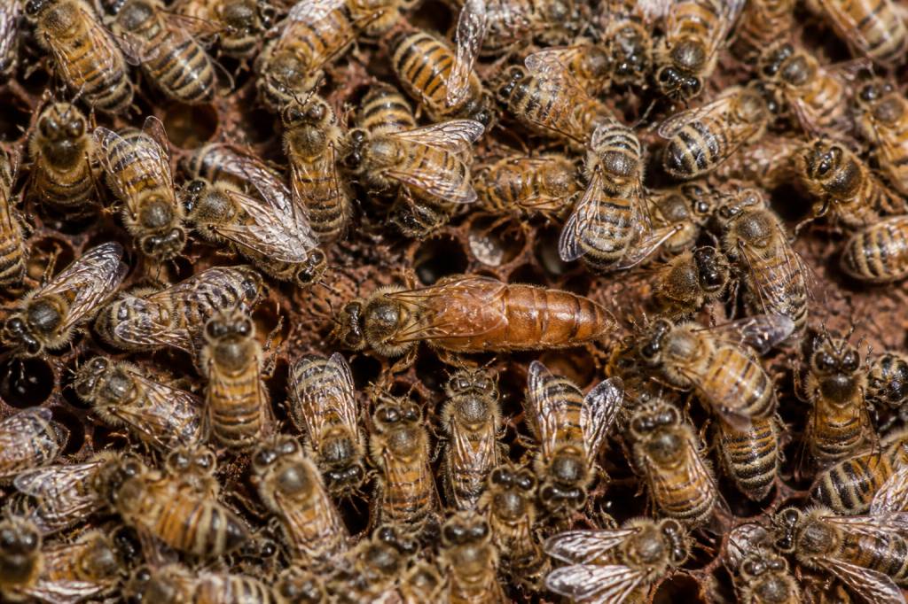 À quoi ressemble la reine des abeilles ?aval