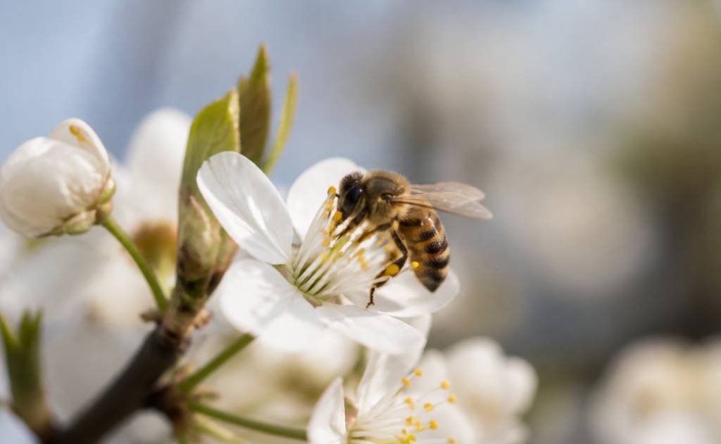 Nectar de la fleur : son rôle essentiel pour les abeilles et la production de miel