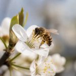 Nectar de la fleur : son rôle essentiel pour les abeilles et la production de miel