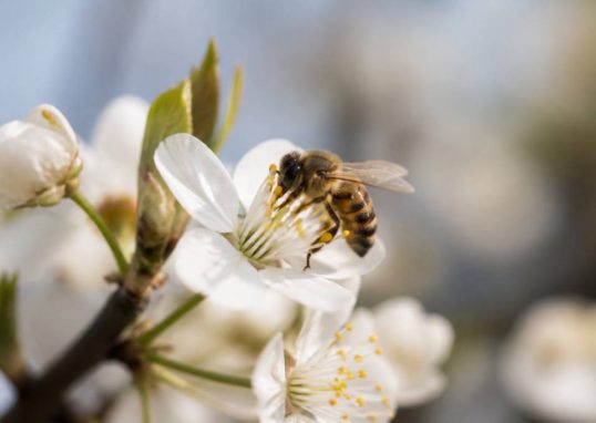 Nectar de la fleur : son rôle essentiel pour les abeilles et la production de miel