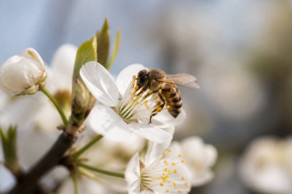 Nectar de la fleur : son rôle essentiel pour les abeilles et la production de miel